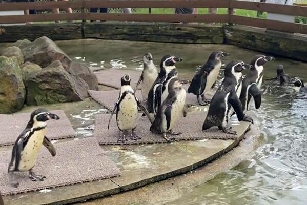 那須どうぶつ王国内のペンギンの池