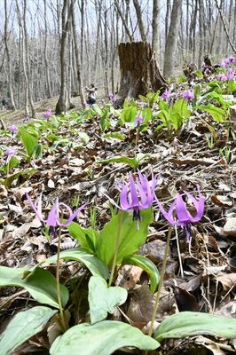 かれんな花びらを咲かせるカタクリ