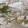 栃木県内桜便り2026　大宿街道の桜並木（大田原）　NHK朝ドラ「風、薫る」に縁