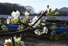 鹿沼・フルーツロードでナシの花かれんに　低温で10日遅く開花　街道白く…