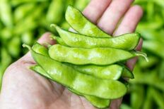 夏の贅沢「丹波篠山デカンショ豆」今年も予約販売開始。 〜各規格先着30…