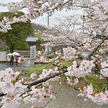 栃木県内桜便り2026　大宿街道の桜並木（大田原）　NHK朝ドラ「風、…