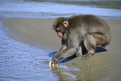 サルのイモ洗い 宮崎で生態観察