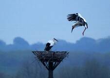 コウノトリペア 産卵か