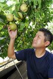 ＜63＞栃木のナシ、８５％が幸水、豊水　収量性高く全国４位に