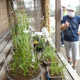宇都宮・河内で「サギソウ」が開花　９日まで鉢植え展示会