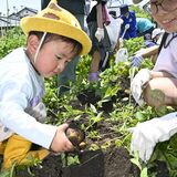野菜うまく採れた？　芳賀で親子が農業体験　野菜収穫や草餅作り
