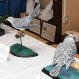 遊水地の生き物知って　野鳥彫刻の力作18点展示　小山・コウノトリ交流館
