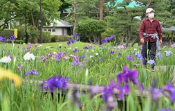 宇都宮でハナショウブ見頃