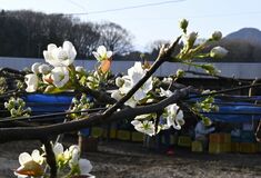 鹿沼・フルーツロードでナシの花かれんに　低温で10日遅く開花　街道白く彩る