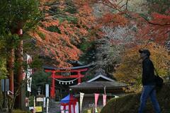 ヤマモミジ見頃