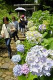 栃木・太平山でアジサイが見頃
