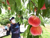 佐野で桃の収穫
