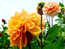 ダリアが見頃　壬生・わんぱく公園