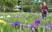 宇都宮でハナショウブ見頃