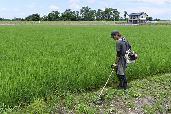 田んぼ周辺の草刈りをする野澤農産の社員。農業資機材や燃料費、人件費などの上昇が、農業経営を圧迫する＝６月下旬、真岡市