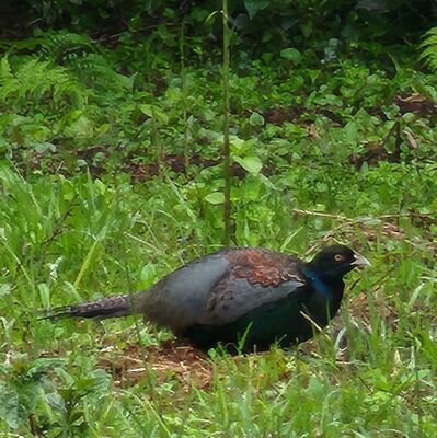 舘さんが発見したキジ