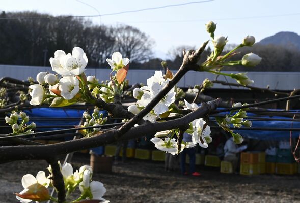 白くかれんに咲き始めたナシ「にっこり」の花