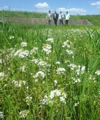 見頃を迎えたトウサワトラノオの花