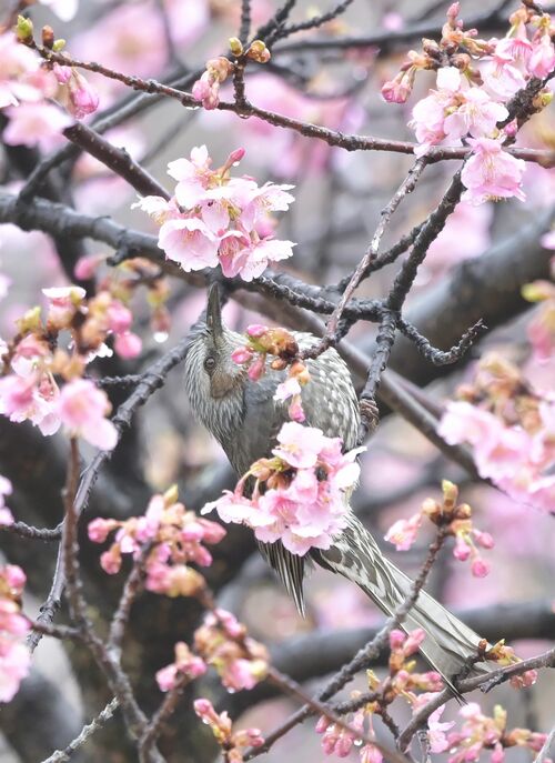 小枝に止まりカワヅザクラの花の蜜を吸うヒヨドリ