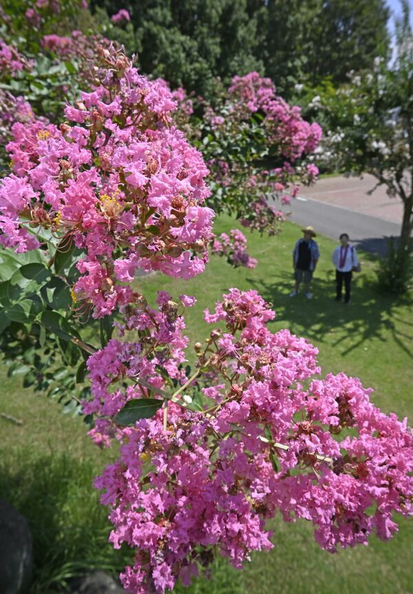 ピンク色の花を咲かせるサルスベリ＝19日午後０時10分、壬生町国谷