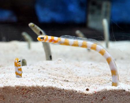 チンアナゴの仲間、ニシキアナゴ=東京都墨田区のすみだ水族館