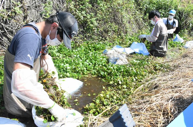 アマゾントチカガミの除去作業に取り組む参加者たち=11日午前、宇都宮市