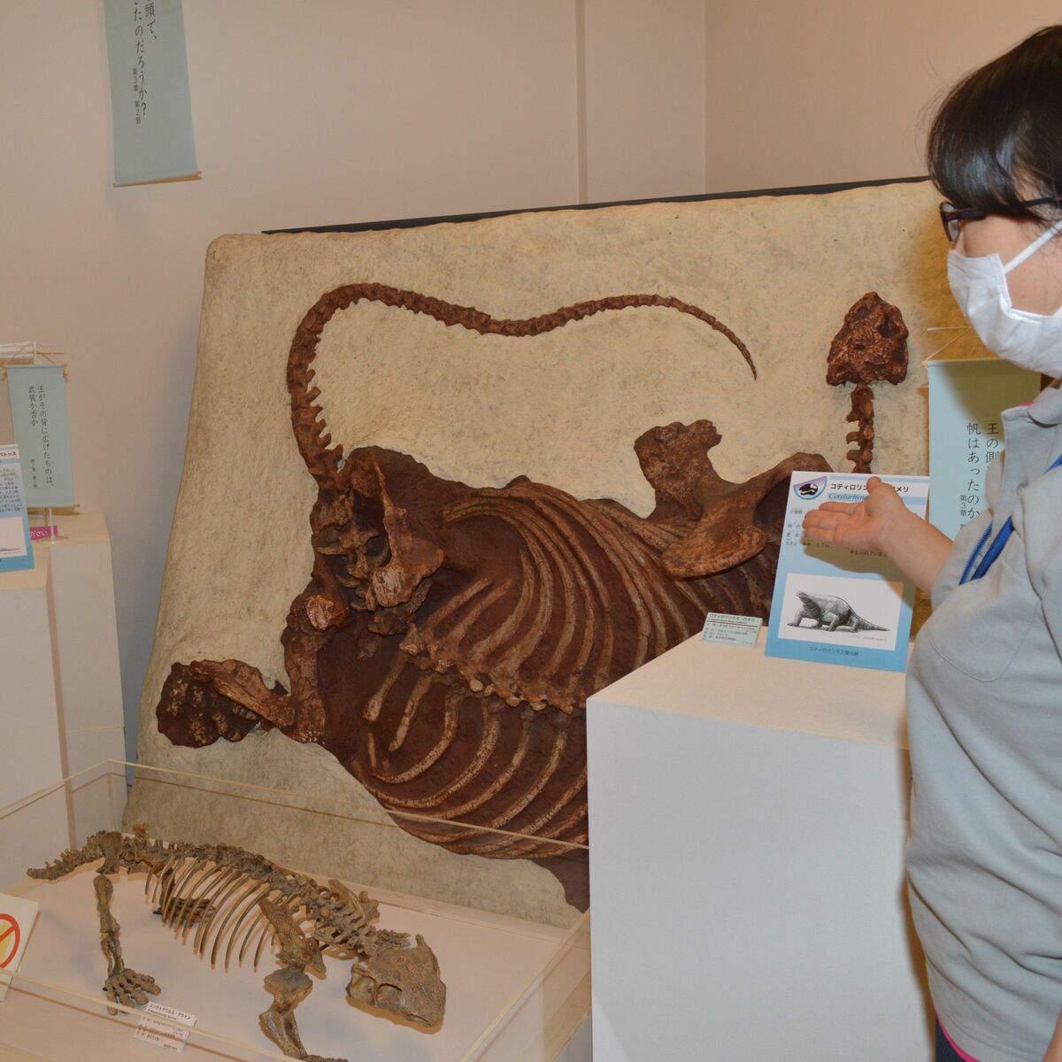 哺乳類繁栄につながる時代にスポット 佐野の化石館で企画展、11月まで