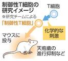 「制御性Ｔ細胞」で天疱瘡抑制