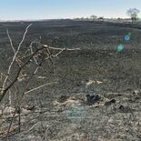 渡良瀬遊水地の火災　焼失面積は120ヘクタール
