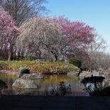 梅が見頃、和の情緒を演出　みかも山公園の万葉庭園