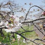 壬生で恒例の「花まつり」 約250本のソメイヨシノ 夜はライトアップも