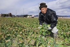 ＜80＞おいしいかき菜は佐野そだち　春限定　伝統の味わい　「地域ブランド」に誇り   