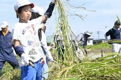 米作りの苦労実感