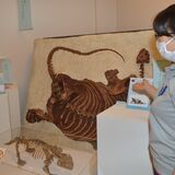 哺乳類繁栄につながる時代にスポット　佐野の化石館で企画展、11月まで