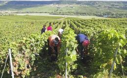 シャンパンづくりの里へ