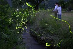 出会いの森でホタル舞う