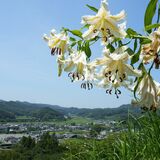 栃木・皆川城址公園のヤマユリ見頃　青空に映える白い花びら