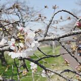 壬生で恒例の「花まつり」　約250本のソメイヨシノ　夜はライトアップも