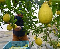 宇都宮産レモンの収穫
