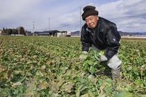 ＜80＞おいしいかき菜は佐野そだち　春限定　伝統の味わい　「地域ブランド」に誇り   
