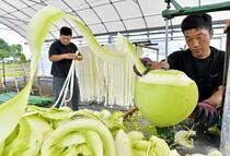かんぴょうむき本格化