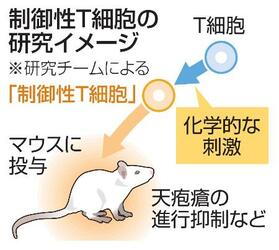 「制御性Ｔ細胞」で天疱瘡抑制