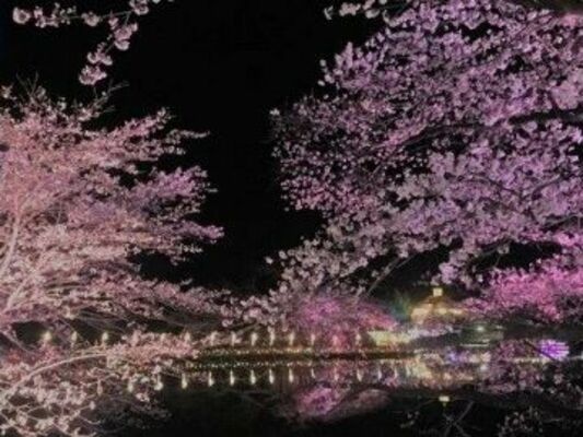 那須高原りんどう湖ファミリー牧場の桜