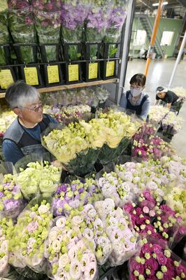 トラックの荷台いっぱいに積み込まれるトルコギキョウ＝22日午前11時45分、足利市島田町