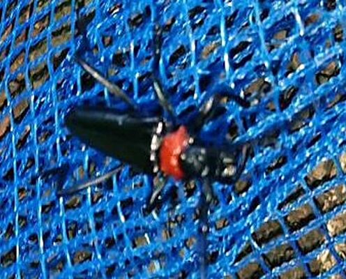 みかも山公園で見つかったクビアカツヤカミキリの成虫（同公園管理事務所提供）