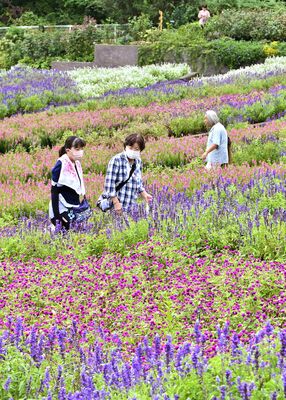 色とりどりの花に見入る来園者＝16日午前11時20分、栃木市岩舟町下津原
