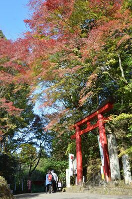 赤く色づいたヤマモミジ