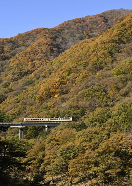 紅葉の中を進む野岩鉄道の列車＝12日午前９時55分、日光市藤原