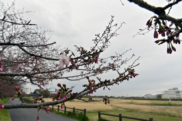 小山市役所西側のオモイガワザクラは咲き始め＝８日午後